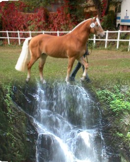 Haflinger Pony Stallion - Montreal